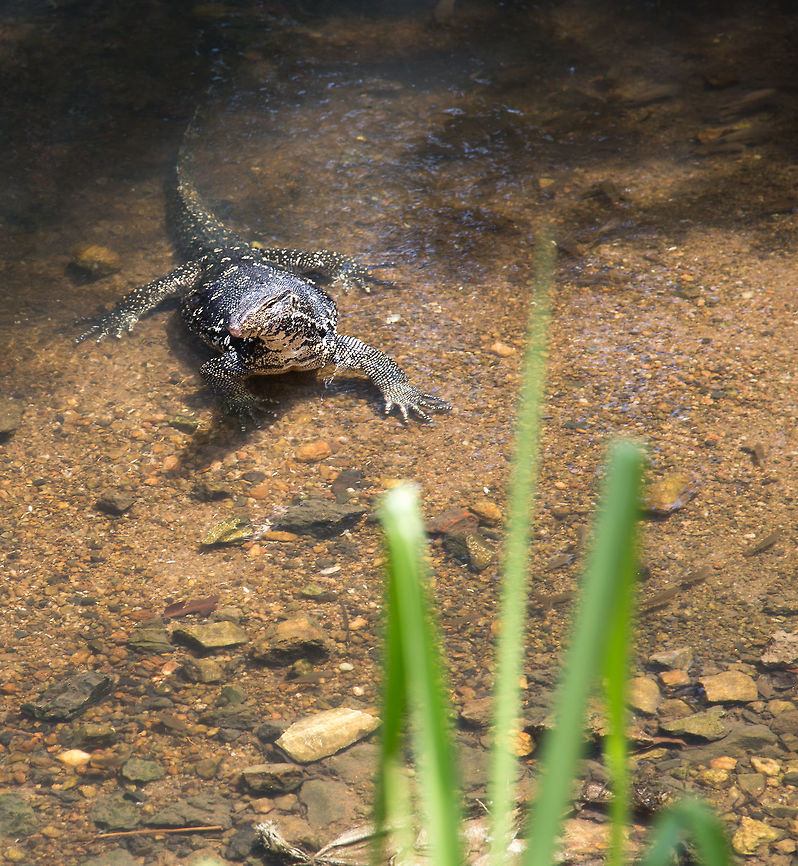 Water monitor Imagine my surprise going for walk in Sri Lanka next to a stream and bumping into this big guy....  I think I understand the principle of dragons...  eeeek 5D mkIII,Geotagged,John Rowell,Sri Lanka,Summer,Varanus salvator,Water Monitor,adhocphotographer