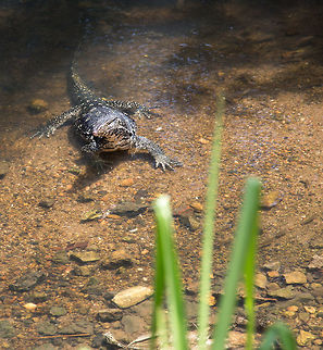 Water monitor Imagine my surprise going for walk in Sri Lanka next to a stream and bumping into this big guy....  I think I understand the principle of dragons...  eeeek 5D mkIII,Geotagged,John Rowell,Sri Lanka,Summer,Varanus salvator,Water Monitor,adhocphotographer