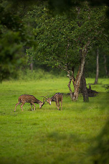 Sparing Two male Chital spare with one enough on a rain clearing during the monsoon! Axis axis,Chital,Geotagged,India,John Rowell,Summer,adhocphotographer