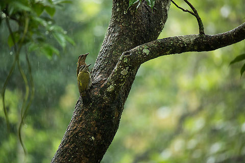 Two females sheltering from the rain. Two female Streak-throated woodpecker looking a bit damp in the monsoon rains! Geotagged,India,John Rowell,Picus xanthopygaeus,Streak-throated woodpecker,Summer,adhocphotographer