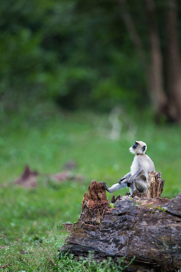 Are we alone? A langur looking pensively into the sky...  :) Fall,Geotagged,India,John Rowell,Semnopithecus dussumieri,Southern plains gray langur,adhocphotographer,india