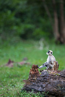 Are we alone? A langur looking pensively into the sky...  :) Fall,Geotagged,India,John Rowell,Semnopithecus dussumieri,Southern plains gray langur,adhocphotographer,india