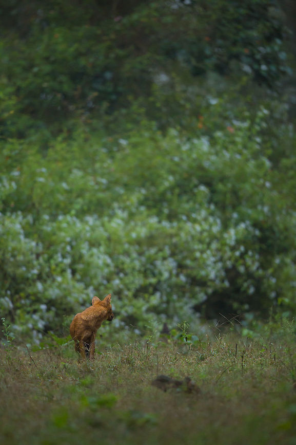 Waiting for the pack This leading male sit waiting for the rest of the pack to catch up! :) Cuon alpinus,Dhole,Fall,Geotagged,India,John Rowell,Kabini,adhocphotographer