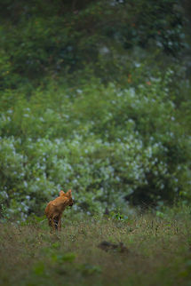 Waiting for the pack This leading male sit waiting for the rest of the pack to catch up! :) Cuon alpinus,Dhole,Fall,Geotagged,India,John Rowell,Kabini,adhocphotographer