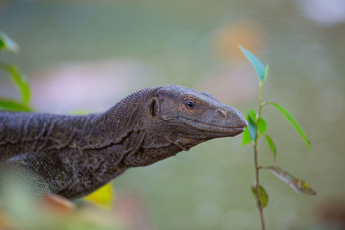 Why hello there I was walking by the back-waters of Kerela when i almost stepped on this guys tail which was on the path...  it scuttled away, but not too far...  :) 2014,Bengal monitor (Indian monitor),Cochin,Geotagged,India,Kerala,Kochi,Varanus bengalensis,Winter