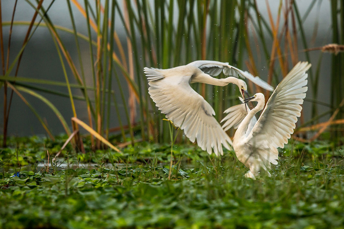 Territory dispute! These two where fighting over the best fishing spot...  the white one won! Bangalore,Egretta garzetta,Fall,Geotagged,India,John Rowell,Little Egret,adhocphotographer