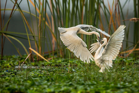 Territory dispute! These two where fighting over the best fishing spot...  the white one won! Bangalore,Egretta garzetta,Fall,Geotagged,India,John Rowell,Little Egret,adhocphotographer