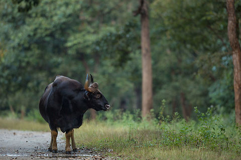 A drink Often you see a lot of animals drinking from the puddles in the road after a rain shower. Apparently this is because it is a fresh puddle, the water is cleaner? Bos gaurus,Fall,Gaur,Geotagged,India,John Rowell,Kabini,adhocphotographer
