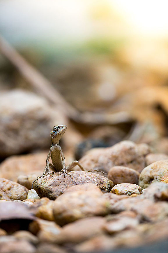 Hunting This guy/girl was in our bathroom and was running around a rock bed there hunting flies etc...  best bathroom ever imho! :) 2014,Calotes versicolor,Cochin,Geotagged,India,Kerala,Kochi,Oriental Garden Lizard or Changeable Lizard,Winter