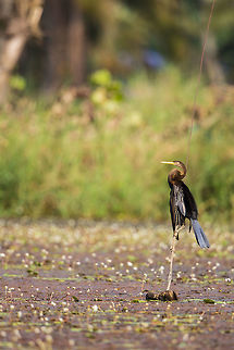 Mid-day break It drys its soaked wings in the mid-day heat, ready for the next fishing session. 2014,Anhinga melanogaster,Cochin,Geotagged,India,John Rowell,Kerala,Kerela,Kochi,Oriental darter,Winter,adhocphotographer
