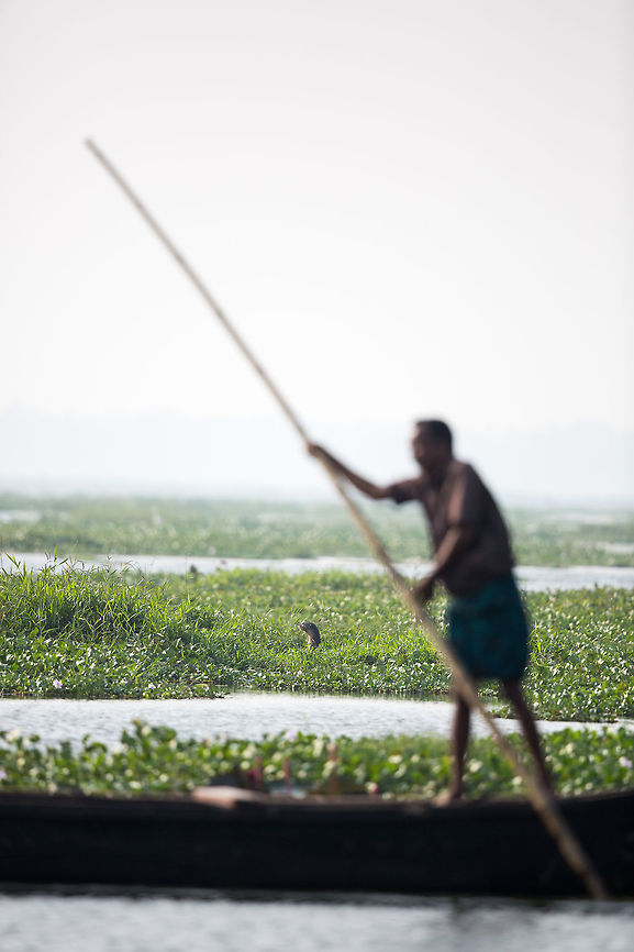 The smooth-coated otter Another new species for here but the otter I have seen most in my life! :)<br />
<br />
I was sat on the bank of the backwater, just waiting for anything to appear... I saw the otters across the way on a floating patch of vegetation. Now when i use my big lens, i get a lot of attention... so much so, that people on the tour boats going past where just looking at me (the white guy with the big a** lens), and not behind themselves at the otter. :)<br />
<br />
This is what their habitat is like... they were not secluded nicely away from humans, they lived in and amongst the water traffic. 2014,Cochin,India,John Rowell,Kerala,Kochi,Lutrogale perspicillata,Smooth-coated otter,adhocphotographer