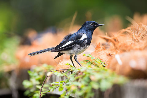 Not the robin i know For me a robin without a red breast is not a robin, but there you go! :) 2014,Cochin,Copsychus saularis,India,Kerala,Kochi,Oriental Magpie-Robin