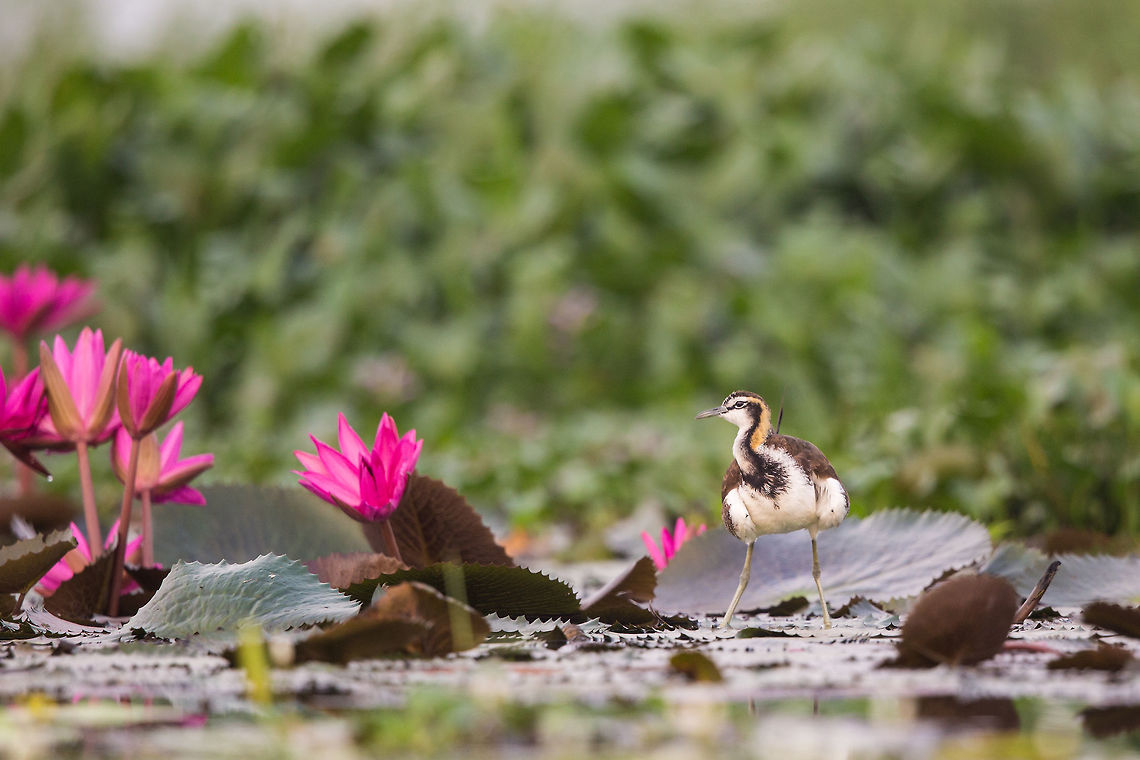 Pheasant-tailed Jacana - Non mating When these guys are mating, they have a magnificent pheasant like tail...  hence the name! :) Next time i hope to see them during mating season! :) 2014,Cochin,Hydrophasianus chirurgus,India,John Rowell,Kerala,Kochi,Pheasant-tailed Jacana,adhocphotographer