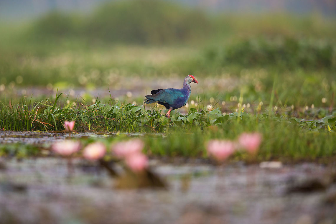Plodding along The backwaters of Kerela are full of weeds and floating botanic islands, making it perfect place for these birds to hop from float to float! :) 2014,Cochin,India,John Rowell,Kerala,Kerela,Kochi,Porphyrio porphyrio,Purple swamphen,adhocphotographer
