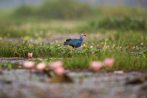 Plodding along The backwaters of Kerela are full of weeds and floating botanic islands, making it perfect place for these birds to hop from float to float! :) 2014,Cochin,India,John Rowell,Kerala,Kerela,Kochi,Porphyrio porphyrio,Purple swamphen,adhocphotographer