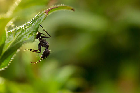An ant eating something else... what i have no idea! :P I was motivated to go do some macro this afternoon, so went out hunting bugs and found this lone ant rummaging around a flower bed...  using my iphone as a make-shift external light source i chased it around trying to get it in focus... 

Now i would like to add at this point that i use a reversed late 70's M42 mount 50mm f/1.8 Pentacon as a macro set-up. It does not have auto-focus to start with, but once you reverse it, focusing is achieved via moving closer and further away from the subject. So when this little chap was running around, i looked like a right fool rocking back and forth (to get focus) in the middle of a flower bed waving my iphone around with the tourch function on...  oh well...  i like the result! :)

Again...  to me it is just an ant, i have no idea of species...

http://www.john-rowell.com/blog/2015/6/11/macro-on-the-cheap-

 365,Bangalore,Geotagged,India,Paratrechina longicornis,Reversed lens,Winter,adhocphotographer,another day another photo,john Rowell,macro
