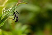 An ant eating something else... what i have no idea! :P I was motivated to go do some macro this afternoon, so went out hunting bugs and found this lone ant rummaging around a flower bed...  using my iphone as a make-shift external light source i chased it around trying to get it in focus... <br />
<br />
Now i would like to add at this point that i use a reversed late 70's M42 mount 50mm f/1.8 Pentacon as a macro set-up. It does not have auto-focus to start with, but once you reverse it, focusing is achieved via moving closer and further away from the subject. So when this little chap was running around, i looked like a right fool rocking back and forth (to get focus) in the middle of a flower bed waving my iphone around with the tourch function on...  oh well...  i like the result! :)<br />
<br />
Again...  to me it is just an ant, i have no idea of species...<br />
<br />
http://www.john-rowell.com/blog/2015/6/11/macro-on-the-cheap-<br />
<br />
 365,Bangalore,Geotagged,India,Paratrechina longicornis,Reversed lens,Winter,adhocphotographer,another day another photo,john Rowell,macro