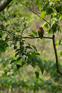 The asian barred owlet Resident of the Himalayas, NE india and Bangladesh. I was lucky enough to spot two of these guys during a short trip to Kaziranga last year!  Asian barred owlet,Geotagged,Glaucidium cuculoides,India,John Rowell,Spring,adhocphotographer,assam,india,kaziranga