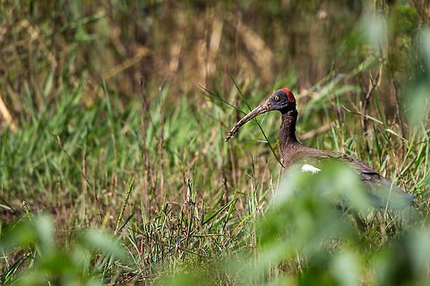 Red-naped Ibis I literally crawled through mud to sneak up on this dude...  and only managed to fire off two shots while poking my head around the bush before it flew off! :) Fall,Geotagged,India,John rowell,Pseudibis papillosa,Red-naped Ibis,adhocphotographer,india,kabini,karnataka