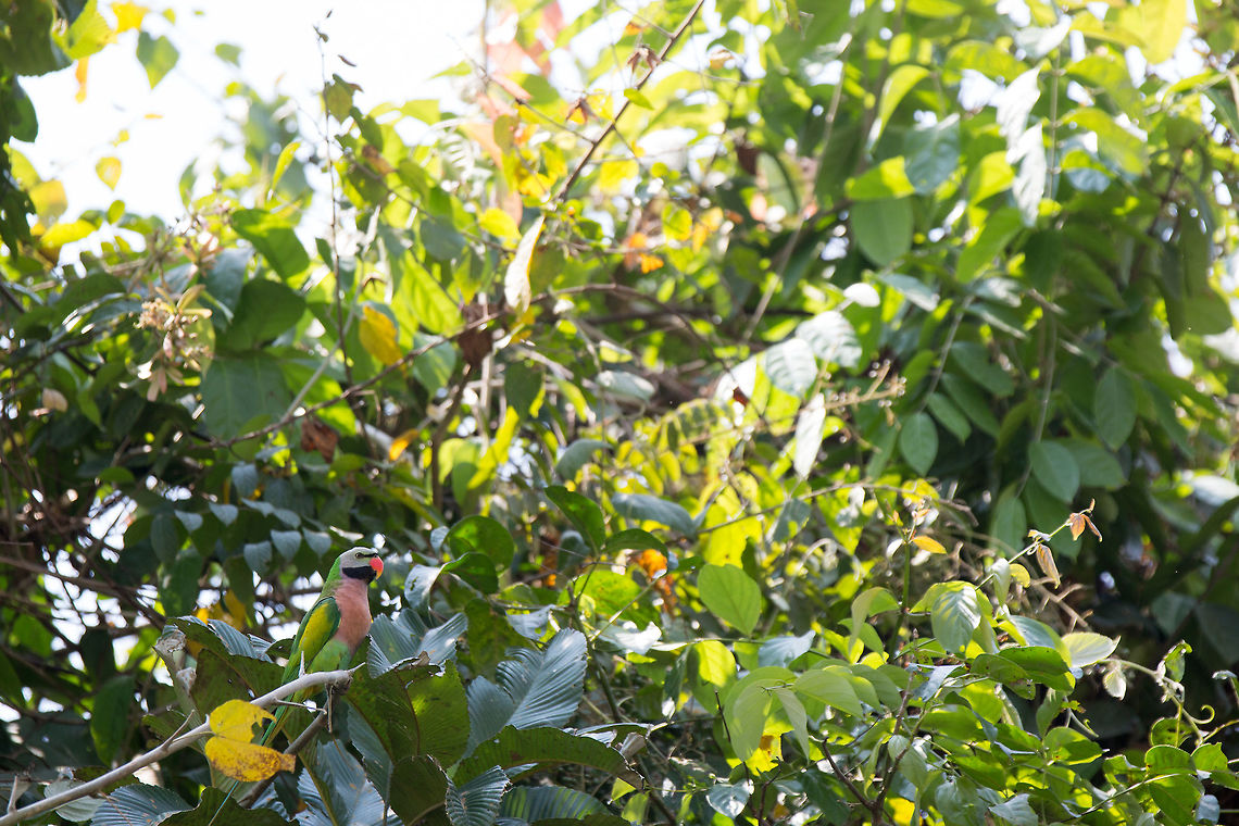Red-breasted Parakeet I also managed to get to see a mating pair too...   Geotagged,India,John rowell,Kaziranga,Psittacula alexandri,Red-breasted parakeet,Spring,adhocphotographer,assam