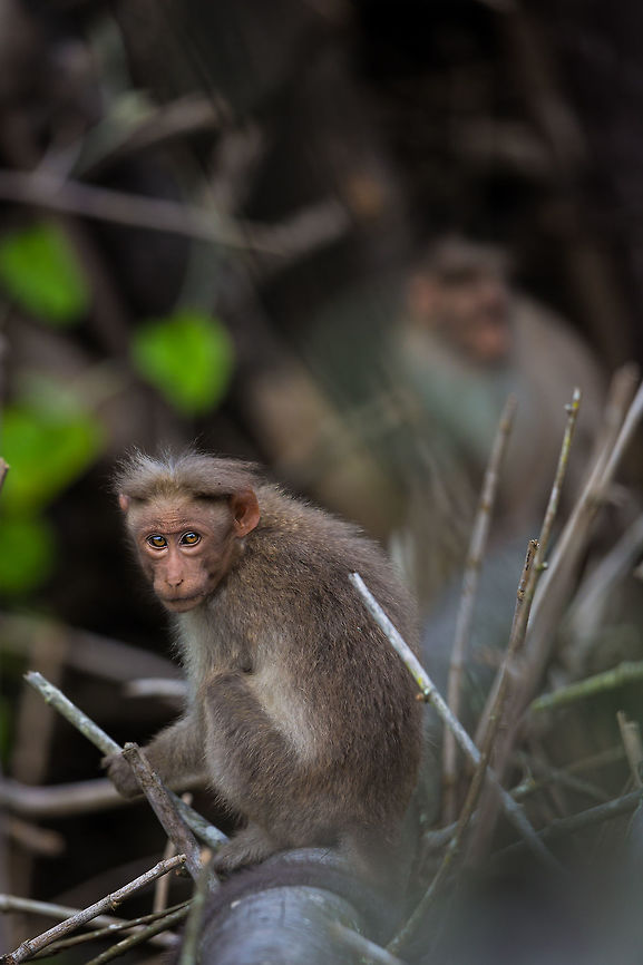 The stare I do love monkeys...  :) Bonnet macaque,Fall,Geotagged,India,Macaca radiata,adhocphotographer,india,john rowell,kabini,karnataka