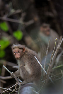 The stare I do love monkeys...  :) Bonnet macaque,Fall,Geotagged,India,Macaca radiata,adhocphotographer,india,john rowell,kabini,karnataka