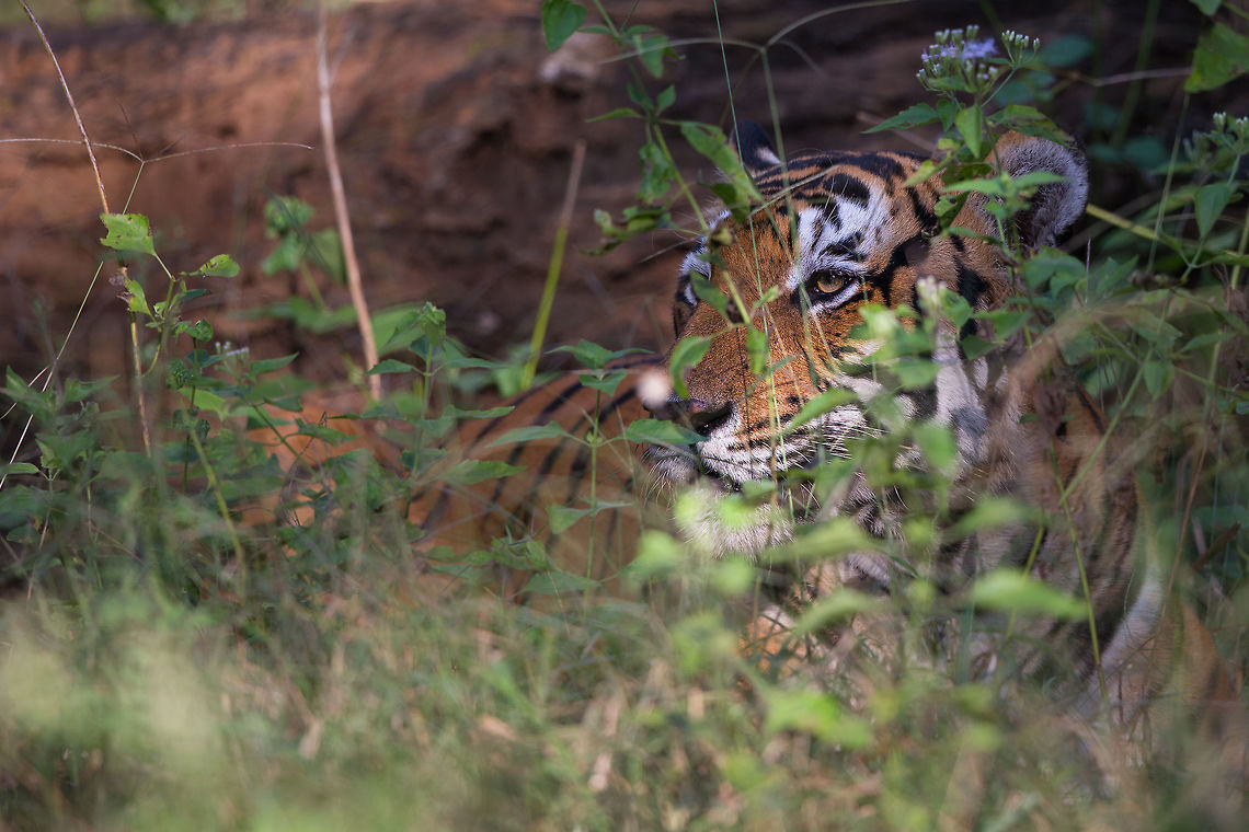 Filling the frame This is only a limited crop...  it was that close! Amazing experience! :) Fall,Geotagged,India,Kabini,Panthera tigris,Tiger,adhocphotographer,india,john rowell,karnataka,nagarhole