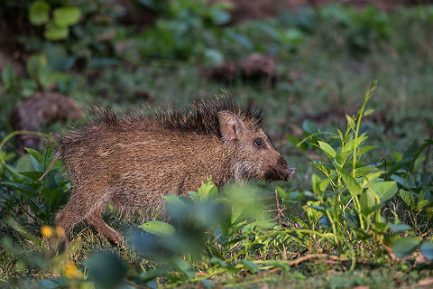 Boarlet A mother and farrow trotted past, walking in-and-out of shafts of light...  I timed it and got the last one (the runt) in some nice light!  Fall,Geotagged,India,Indian boar,Kabini,Razorback,Sus scrofa,Sus scrofa cristatus