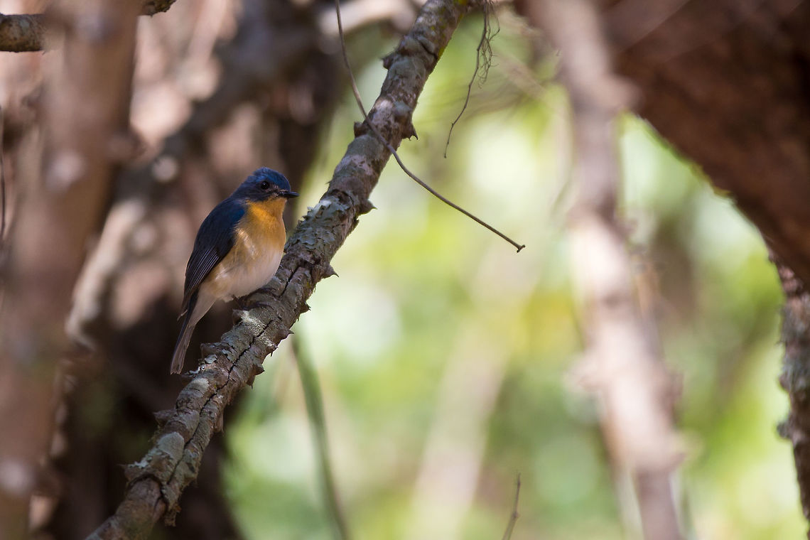 Tickells blue flycatcher Between the morning and evening safaris, i often just drive back and forth on the &#039;highway&#039; (slowly) through the national parks. It is a great thing to do and i have had some amazing sightings, but i like it for birding! :) Cyornis tickelliae,Geotagged,India,Tickells Blue Flycatcher,Winter