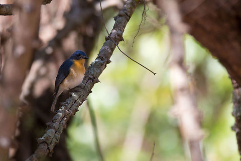 Tickells blue flycatcher Between the morning and evening safaris, i often just drive back and forth on the 'highway' (slowly) through the national parks. It is a great thing to do and i have had some amazing sightings, but i like it for birding! :) Cyornis tickelliae,Geotagged,India,Tickells Blue Flycatcher,Winter