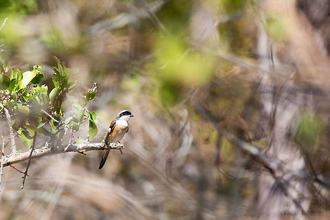 Road-side birding Another one from my daytime meandering through the public roads of national parks! :) Bay-backed shrike,Geotagged,India,Lanius schach,Lanius vittatus,Long-tailed Shrike,Winter