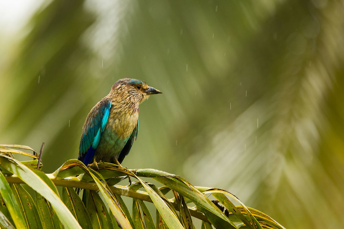 The Indian Roller This bird is a magnificent flier, but in the rain, it looks a lot more miserable! <br />
<br />
It is also the state bird of Karnataka, where i live. 5D mkIII,Coracias benghalensis,Geotagged,India,Indian Roller,Summer