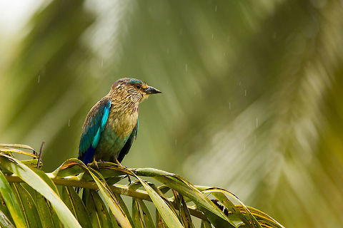 The Indian Roller This bird is a magnificent flier, but in the rain, it looks a lot more miserable! 

It is also the state bird of Karnataka, where i live. 5D mkIII,Coracias benghalensis,Geotagged,India,Indian Roller,Summer