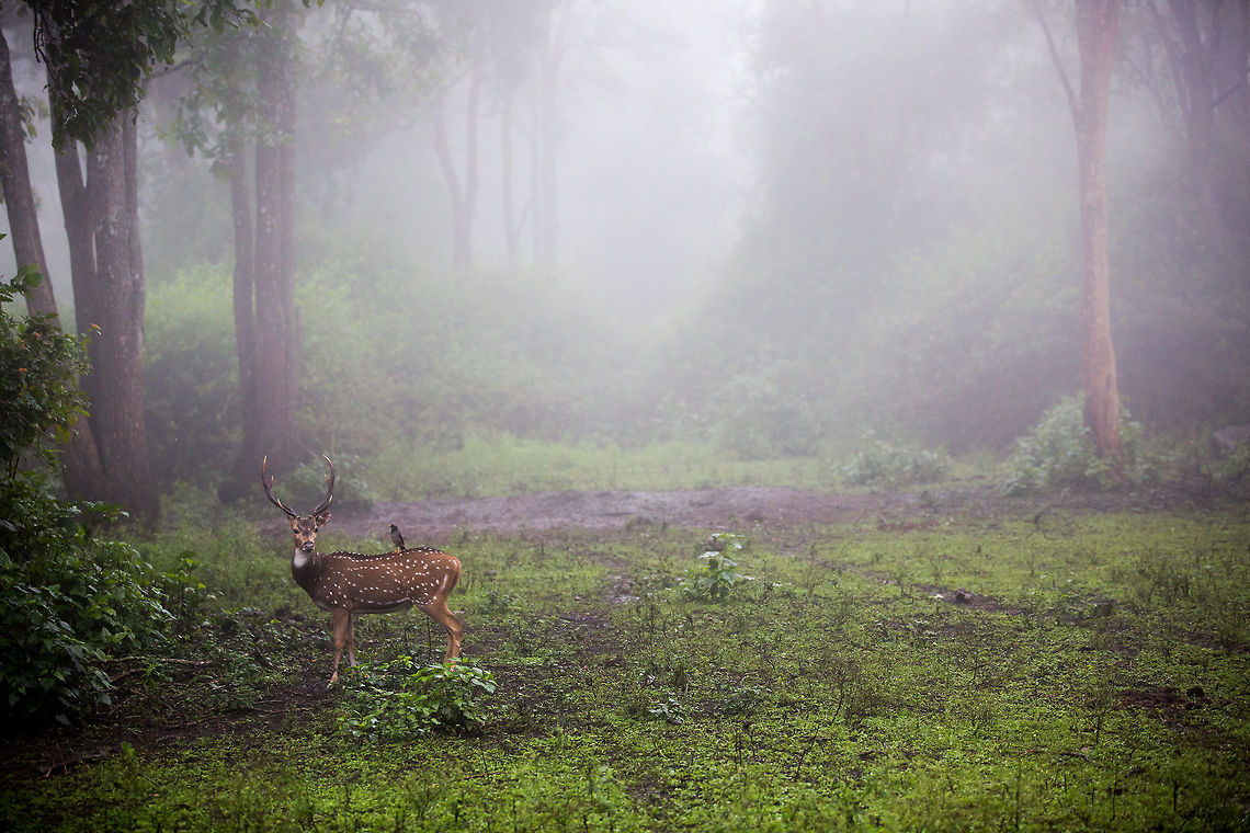 The morning mists... A stag stands, myna on his back, in a clearing surrounded by heavy morning mist. Sometimes low visibility makes for some really atmospheric shots. 5D mkIII,Axis axis,Chital,Geotagged,India,Summer,adhocphotographer,john rowell,karnataka