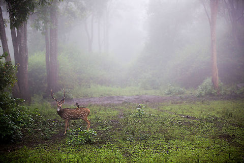 The morning mists... A stag stands, myna on his back, in a clearing surrounded by heavy morning mist. Sometimes low visibility makes for some really atmospheric shots. 5D mkIII,Axis axis,Chital,Geotagged,India,Summer,adhocphotographer,john rowell,karnataka