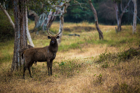 The watcher The stag watches approach cautiously, majestically.  Geotagged,India,John Rowell,Rusa unicolor,Sambar,Winter,adhocphotographer,bandipur,karnataka