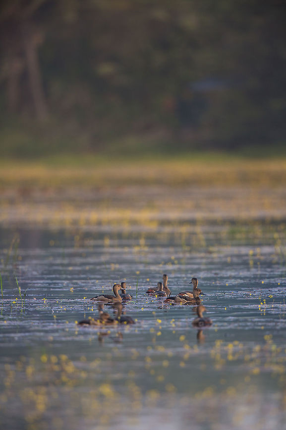 Sitting sweet The ducks enjoying there little little bit of the lake! :)   2014,Cochin,Dendrocygna javanica,Geotagged,India,Kerala,Kochi,Lesser Whistling Duck,Winter