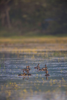 Sitting sweet The ducks enjoying there little little bit of the lake! :)   2014,Cochin,Dendrocygna javanica,Geotagged,India,Kerala,Kochi,Lesser Whistling Duck,Winter