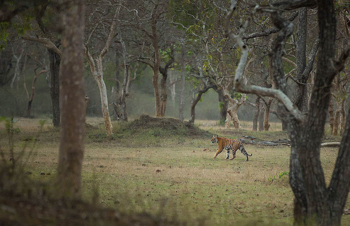 One of my favourite tiger sightings The sun was setting behind the clouds and the light was diminishing, it was time to head back. We reached a cross road, and paused to pick up a carelessly discarded plastic bottle in the middle of the road.  While the forest-department driver got out to pick up the litter, I joked with the others in the jeep that &ldquo;this is when I wouldn&rsquo;t like to see a tiger&rdquo;, prompting sniggers. The driver returned with a nonchalant smile on his face and mentioned in an off-hand way &ldquo;there is a tiger over there&rdquo;! Our first reaction was appreciating his sense of humour, but he was not kidding. Emerging from a bush a tiger strode into the clearing just opposite us. Goose-bumps rose on my arms as we watched the tiger saunter across the field in the eerie silence of the setting sun.<br />
<br />
The scene is etched in my mind and still haunts me.  It wondered through patch of grassland, weaving between the trees until gradually disappearing into the thicket at the back. We were left breathless and in awe. 5D mkIII,Bandipur,Geotagged,India,Karnataka,Panthera tigris,Spring,Tiger