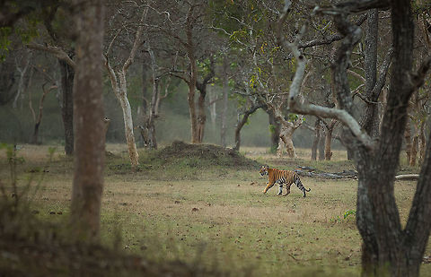 One of my favourite tiger sightings The sun was setting behind the clouds and the light was diminishing, it was time to head back. We reached a cross road, and paused to pick up a carelessly discarded plastic bottle in the middle of the road.  While the forest-department driver got out to pick up the litter, I joked with the others in the jeep that “this is when I wouldn’t like to see a tiger”, prompting sniggers. The driver returned with a nonchalant smile on his face and mentioned in an off-hand way “there is a tiger over there”! Our first reaction was appreciating his sense of humour, but he was not kidding. Emerging from a bush a tiger strode into the clearing just opposite us. Goose-bumps rose on my arms as we watched the tiger saunter across the field in the eerie silence of the setting sun.

The scene is etched in my mind and still haunts me.  It wondered through patch of grassland, weaving between the trees until gradually disappearing into the thicket at the back. We were left breathless and in awe. 5D mkIII,Bandipur,Geotagged,India,Karnataka,Panthera tigris,Spring,Tiger