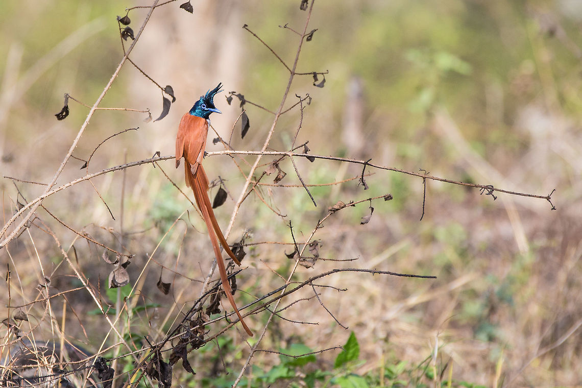 Asian Paradise Flycatcher Male in red morph mating plumage.  Asian Paradise Flycatcher,Geotagged,India,Terpsiphone paradisi,Winter