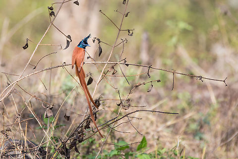 Asian Paradise Flycatcher Male in red morph mating plumage.  Asian Paradise Flycatcher,Geotagged,India,Terpsiphone paradisi,Winter