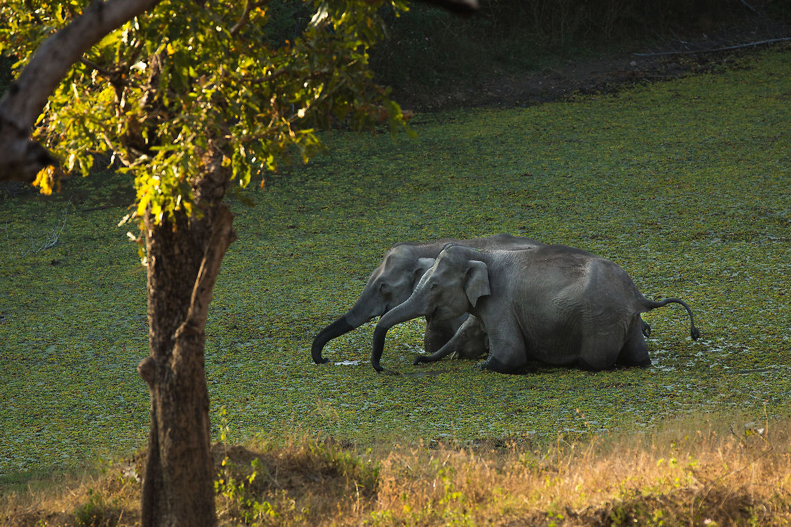 The pool I love seeing elephants wading across a pool! :) Elephas maximus indicus,Geotagged,India,Indian Elephant,Winter