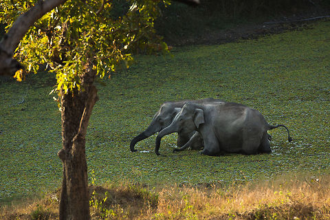 The pool I love seeing elephants wading across a pool! :) Elephas maximus indicus,Geotagged,India,Indian Elephant,Winter