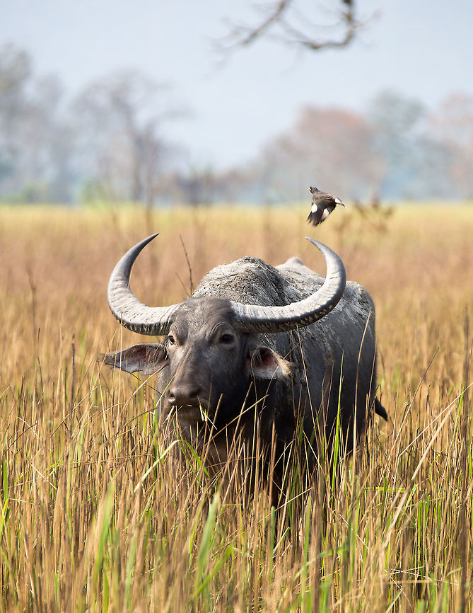 Water Buffallo These guys a lot bigger than I expected Bubalus arnee,Geotagged,India,Spring,Wild water buffalo