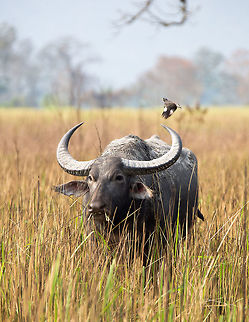 Water Buffallo These guys a lot bigger than I expected Bubalus arnee,Geotagged,India,Spring,Wild water buffalo