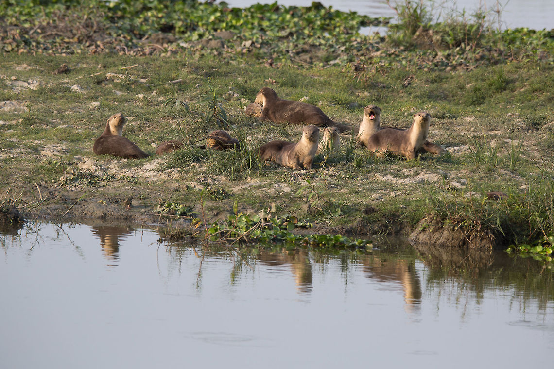 Smooth-coated otter Another otter shot! :) Geotagged,India,Lutrogale perspicillata,Smooth-coated otter,Spring