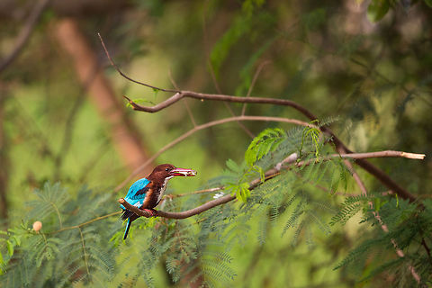 King with a kill I had to come into work early this morning, so brought my gear with me incase a good opportunity to procrastinate presented itself...  and well it did. I tried to get the 'dive', missing it each time, but got this nice shot with the frog in beak! :) Geotagged,Halcyon smyrnensis,India,NCBS,White-throated kingfisher,Winter,adhocphotographer,bangalore,gkvk,india,instem,john rowell