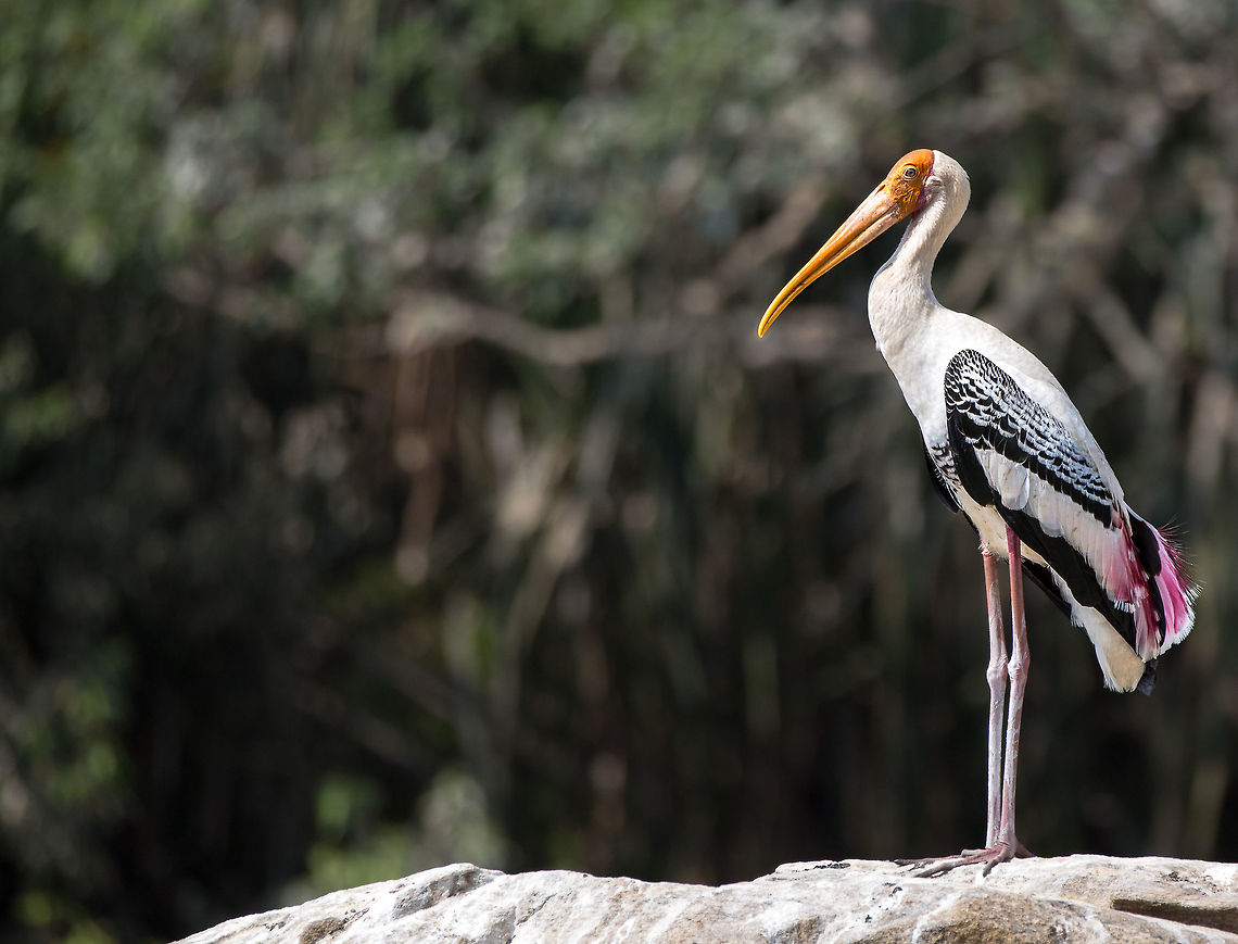 Painted stork A nice clear, close, shot. 5D mkIII,Geotagged,India,Mycteria leucocephala,Painted Stork,Spring