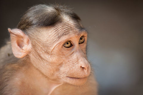 Monkey Portrait 1 One of the last pics I took with me old canon 450D before jumping to the 5D MK III 450D,Bonnet macaque,Fall,Geotagged,India,Macaca radiata